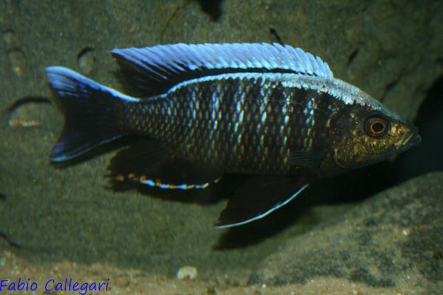 2010323225427_Cpoadichromis ilesi nkandae.JPG